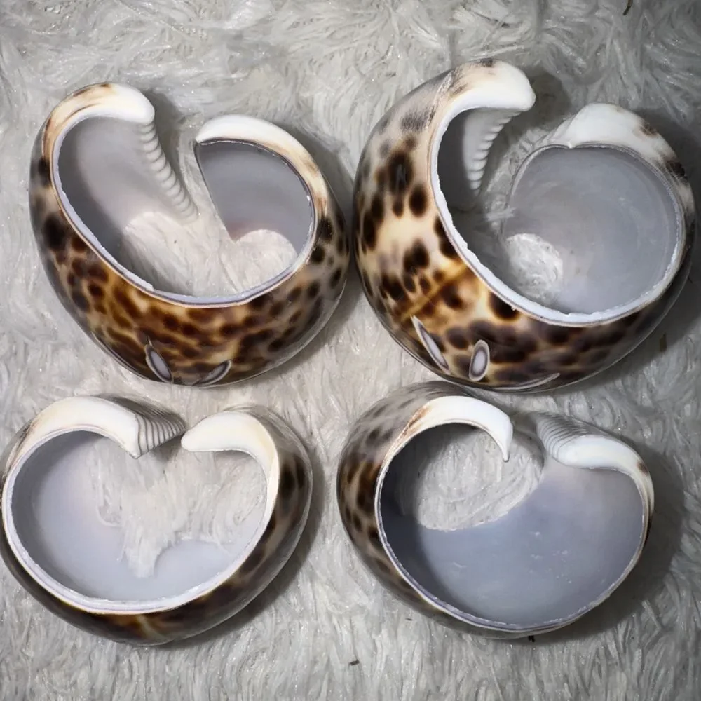 Tiger‎ Cowrie Sea Shell Napkin Holders Rings Set Of 4 Four